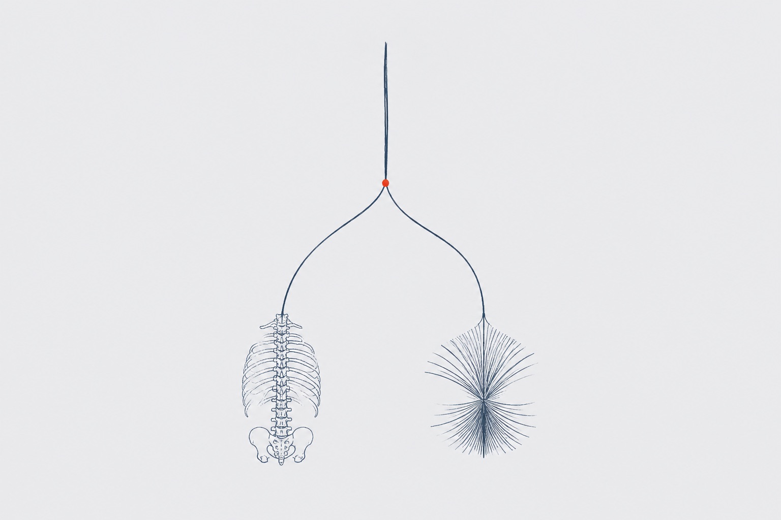 One continuous slate blue contour line splitting into two streams, one resolving into a spine-and-ribs motif and one into a dense rib fan, single red fork point on film gray